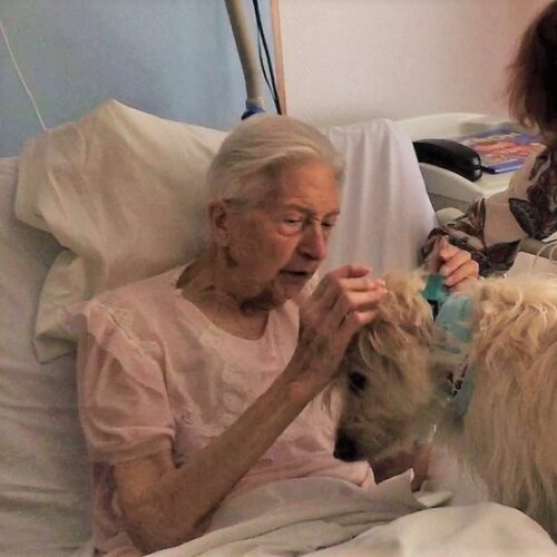 médiation animale soins palliatifs